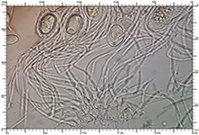 Genea hispidula